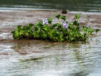 Im Rio Tárcoles blühen Dickstielige Wasserhyazinthen